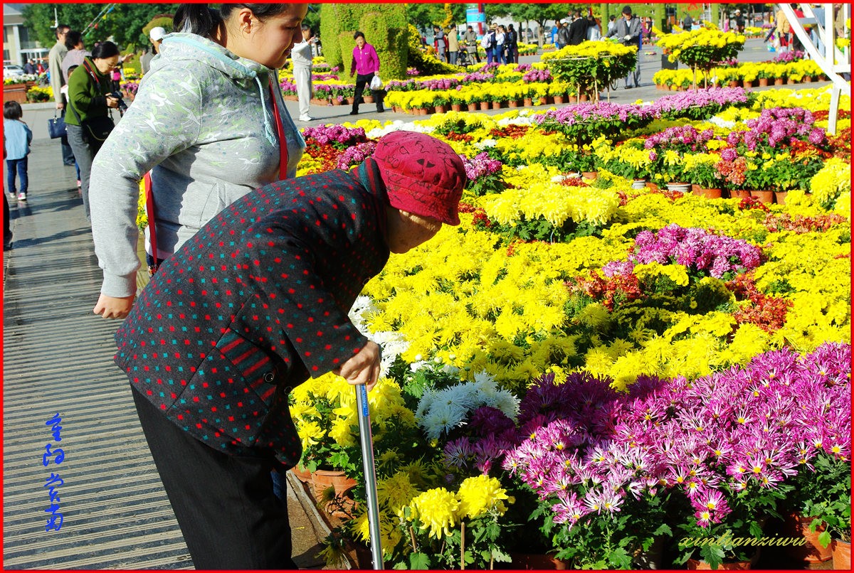 赏菊